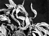 Click to see the rest of the collage